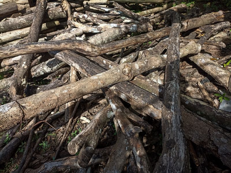 Brush Pick Up And Removal