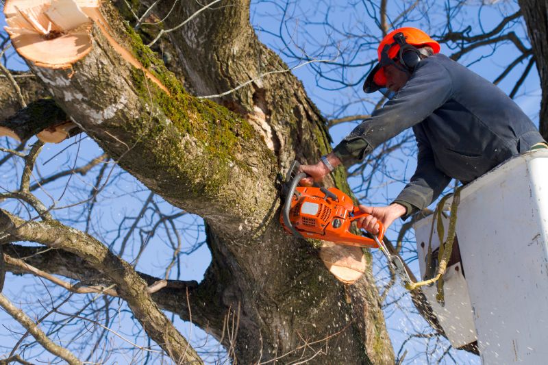 Tree Pruning and Brush Clearing